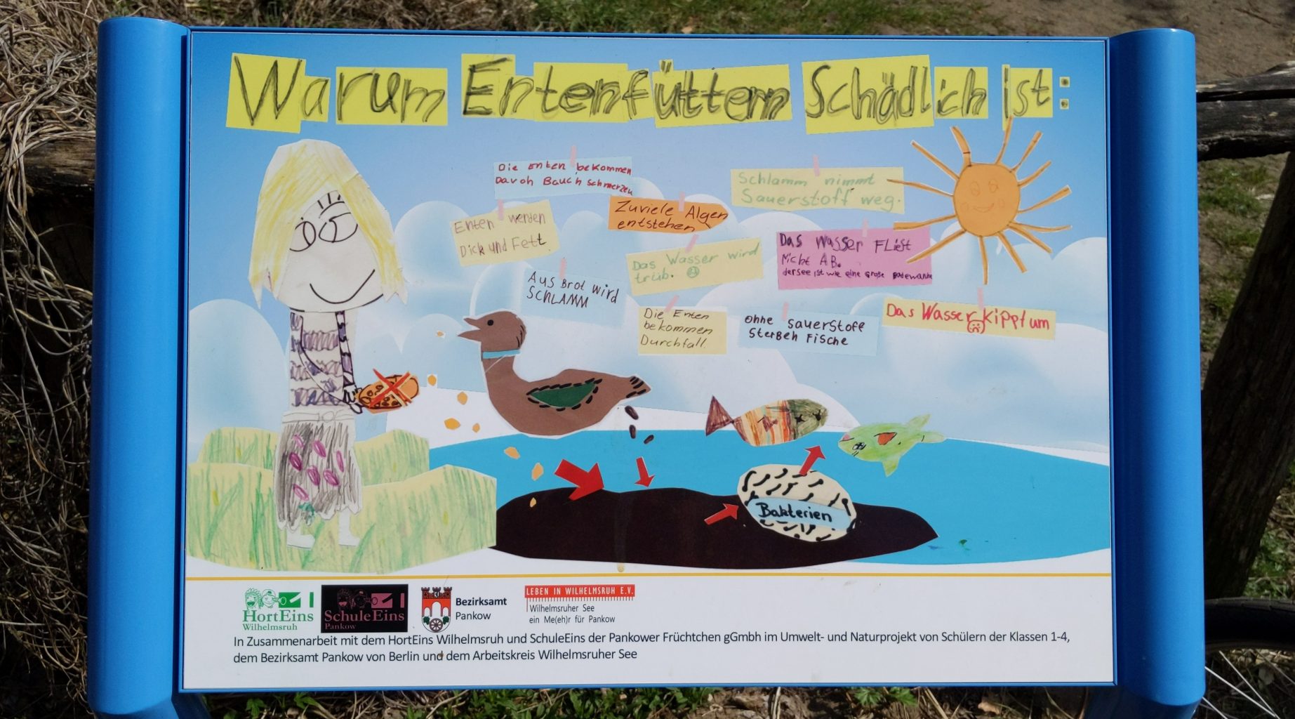 Warum Enten füttern schädlich ist