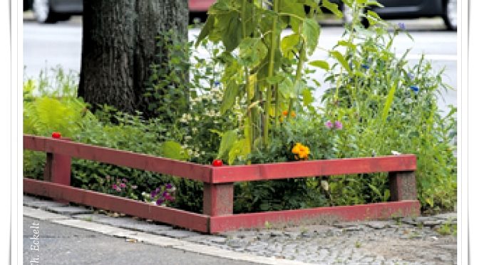 Jetzt plötzlich doch: Baumscheiben-Begrünung sogar erwünscht!