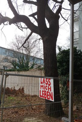 Die Eiche lebt noch – Tage gezählt? Klick für eine Großansicht