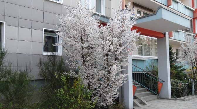 Erste Ergebnisse des Begrünungsprogramms bei »Luise Grün«