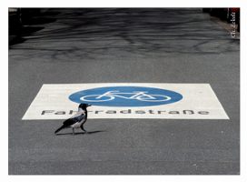 Symboldfoto Fahrradstraße: Ch. Eckelt