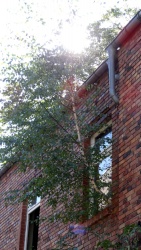 Natur sucht ihren Weg zum Licht