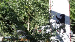 Der Berliner Bär sieht nicht erfreut aus